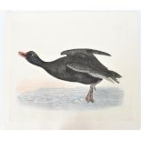 P J Selby, Hand-Colored Engraving, Velvet Scoter