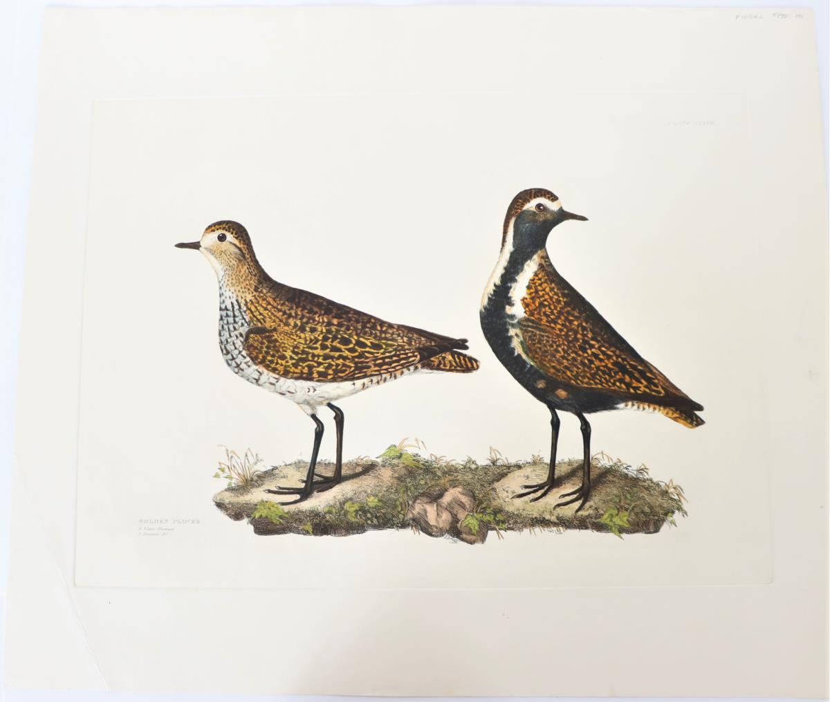 P J Selby, Hand-Colored Engraving, Golden Plover