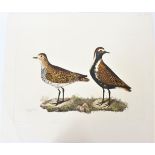 P J Selby, Hand-Colored Engraving, Golden Plover