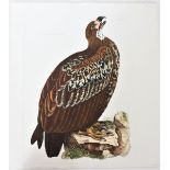 P J Selby, Hand-Colored Engraving, Cinereous Eagle