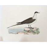 P J Selby, Hand-Colored Engraving, Artic Skua