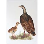 P J Selby, Hand-Colored Engraving, Goose