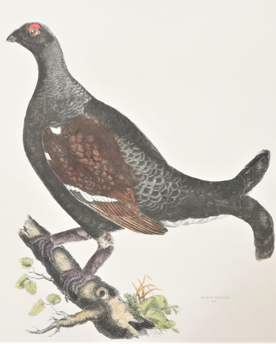 P J Selby, Hand-Colored Engraving, Black Grouse - Image 4 of 8