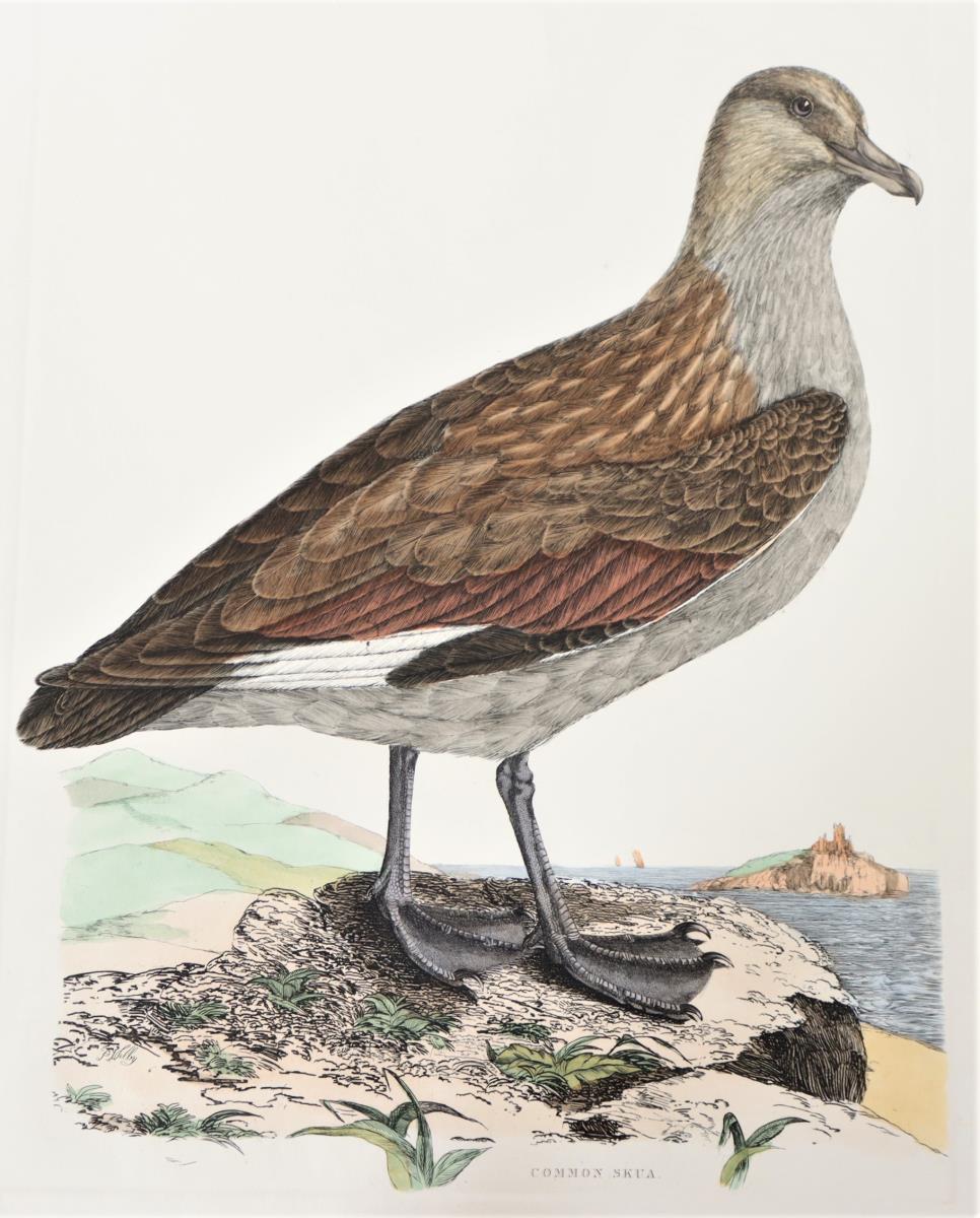 P J Selby, Hand-Colored Engraving, Common Skua - Image 3 of 4