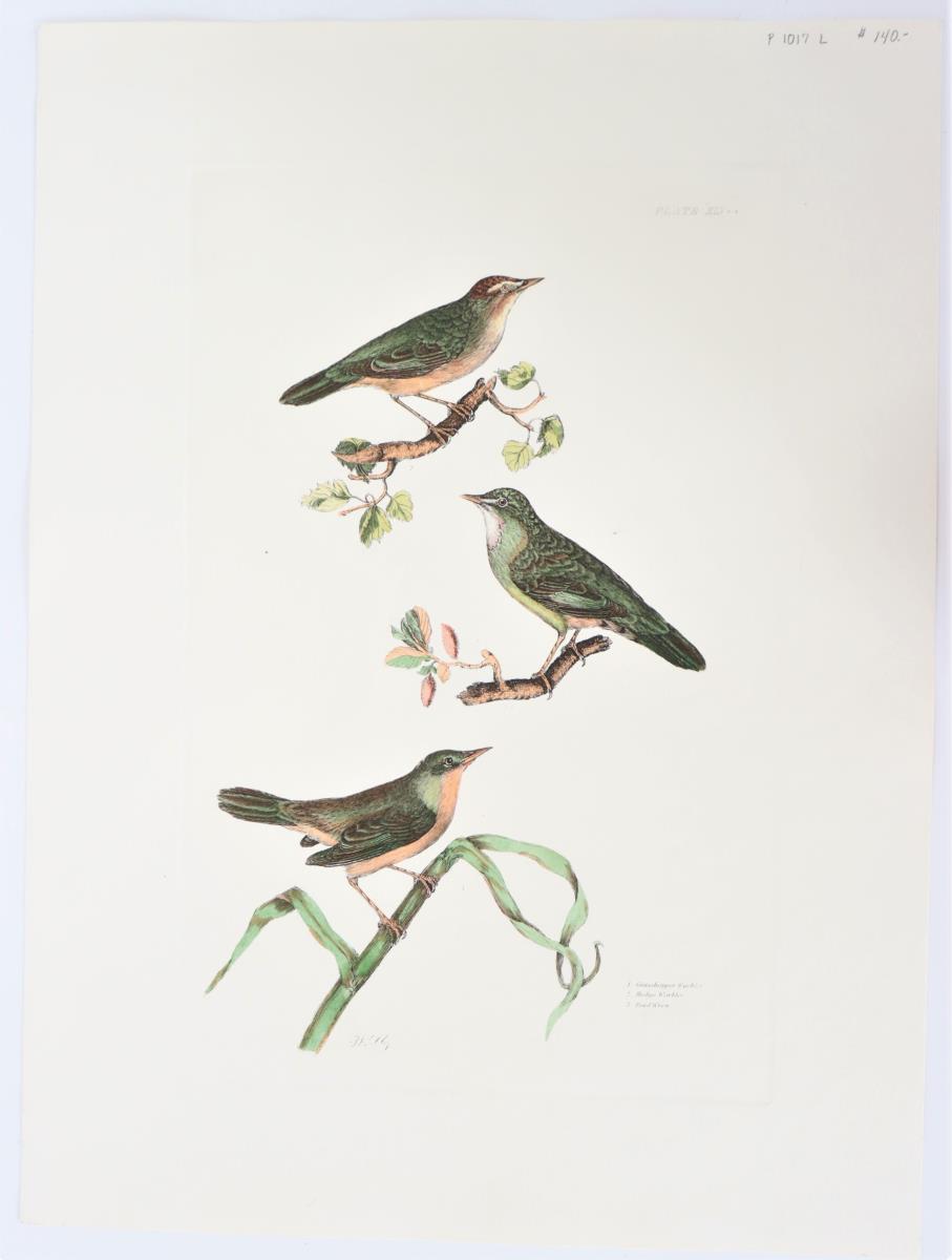 P J Selby, Hand-Colored Engraving, Warblers - Image 2 of 6