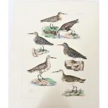 P J Selby, Hand-Colored Engraving, Dunlin, Curlew