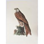 Selby, Hand-Colored Engraving, Kite or Glead 19thC