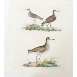 P J Selby, Hand-Colored Engraving, Redshank, Sandp