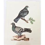 P J Selby, Hand-Colored Engraving, Dove and Pigeon