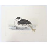 P J Selby, Hand-Colored Engraving, Eared Grebe