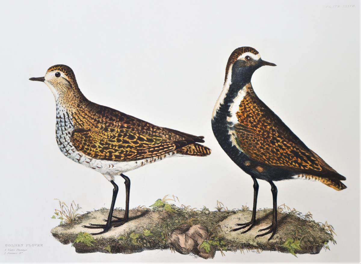 P J Selby, Hand-Colored Engraving, Golden Plover - Image 3 of 4