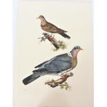 P J Selby, Hand-Colored Engraving, Doves 19th C.