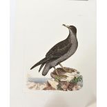 Selby Hand-Colored Engraving Cinereous Shearwater