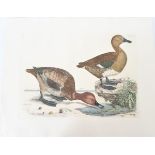 P J Selby, Hand-Colored Engraving, Pochard 19th C.