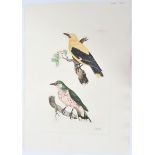 P J Selby, Hand-Colored Engraving, Oriole 19th C.