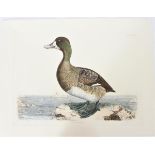 P J Selby, Hand-Colored Engraving, Scaup Pochard 1
