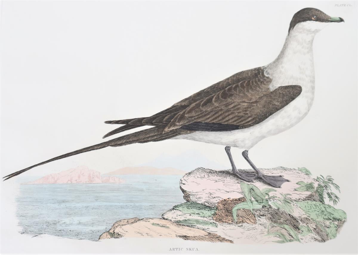 Selby, Hand-Colored Engraving, Artic Skua 19th C - Image 4 of 4