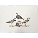 P J Selby, Hand-Colored Engraving, Plover 19th C.