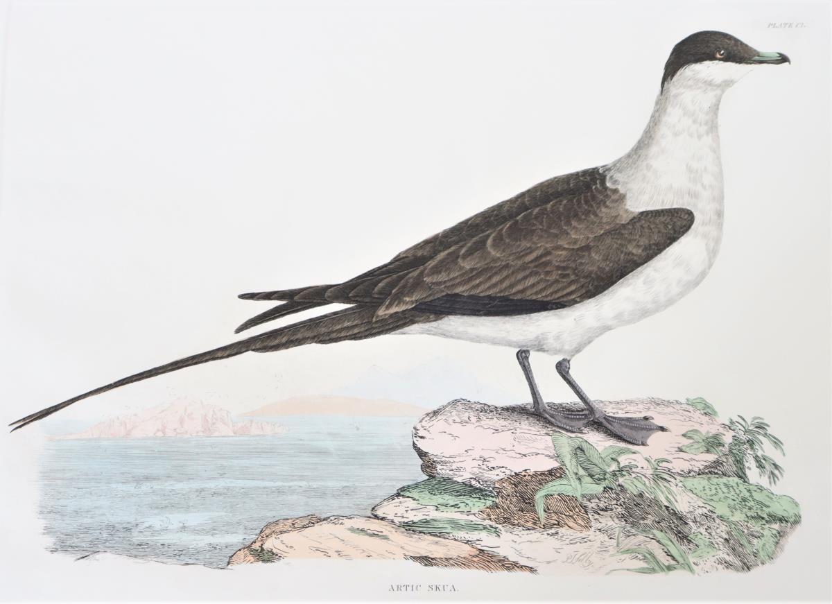 P J Selby, Hand-Colored Engraving, Artic Skua - Image 4 of 4