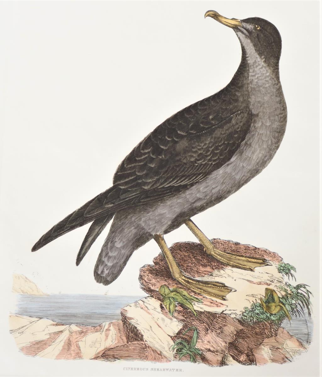 Selby, Hand-Colored Engraving Cinereous Shearwater - Image 3 of 4