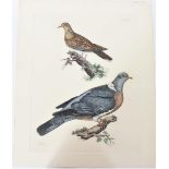 P J Selby, Hand-Colored Engraving, Doves