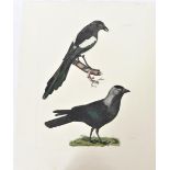 P J Selby, Hand-Colored Engraving, Jack-daw, Magpi