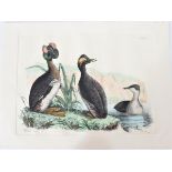 P J Selby, Hand-Colored Engraving, Horned Grebe 19