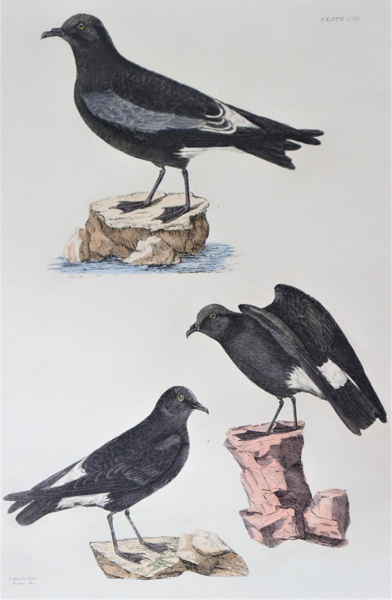 P J Selby, Hand-Colored Engraving, Leach’s Petrel - Image 3 of 6