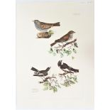 P J Selby, Hand-Colored Engraving, Flycatchers