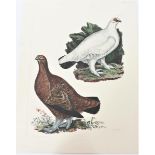 Mitford, Hand-Colored Engraving, Grouse and Ptarmi