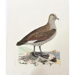P J Selby, Hand-Colored Engraving, Common Skua