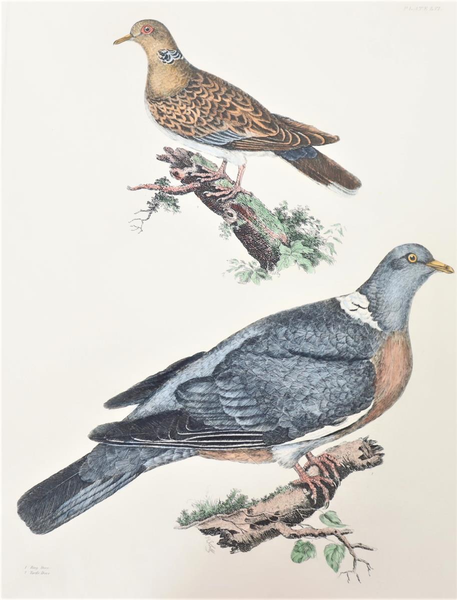 P J Selby, Hand-Colored Engraving, Doves - Image 3 of 6