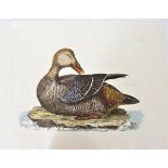 P J Selby, Hand-Colored Engraving, Eider Duck