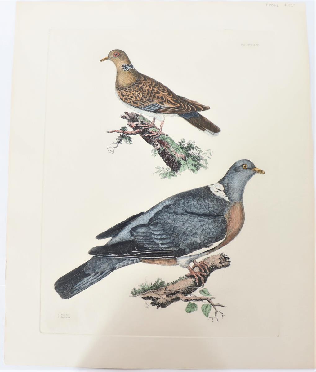 P J Selby, Hand-Colored Engraving, Doves - Image 2 of 6