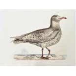 P J Selby, Hand-Colored Engraving, Iceland Gull
