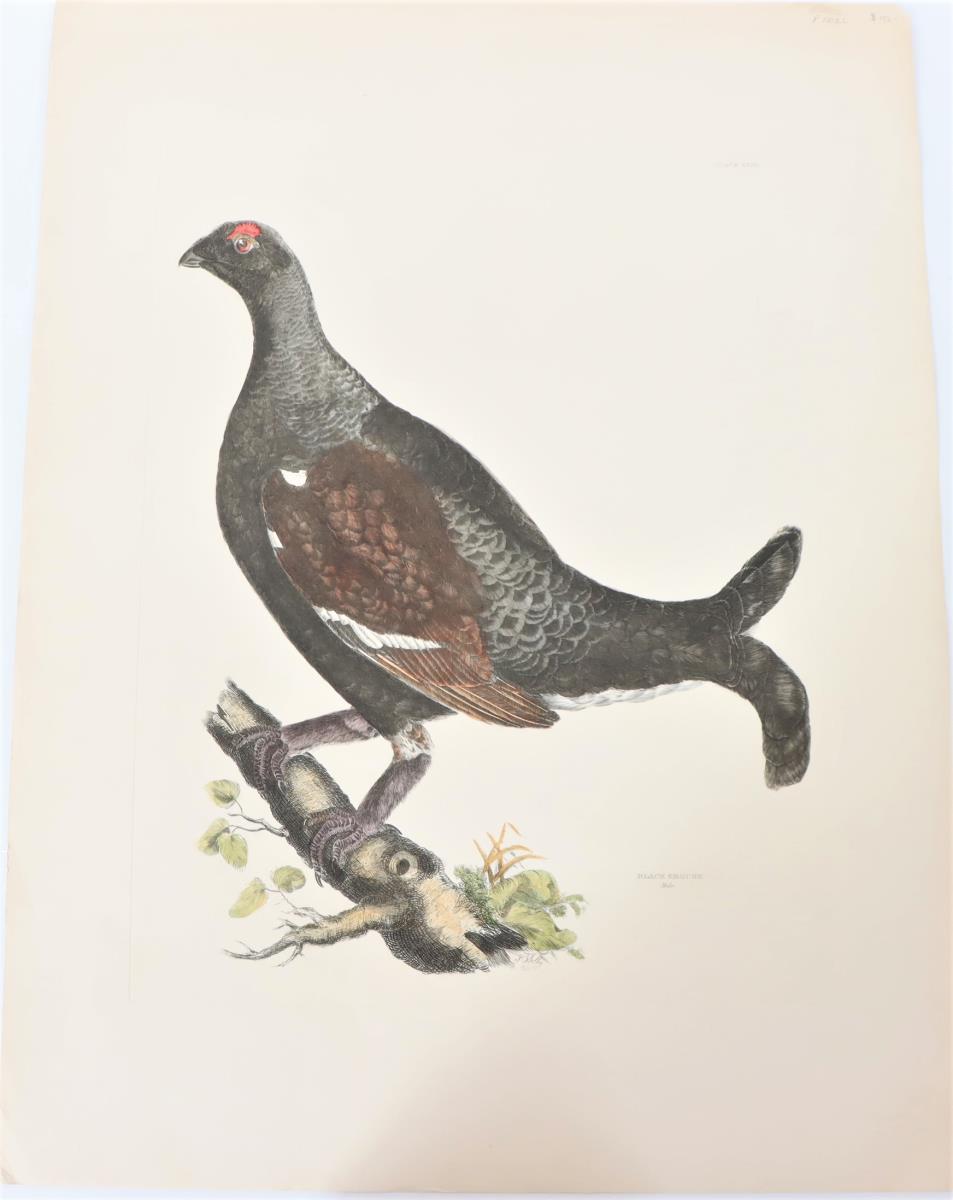 P J Selby, Hand-Colored Engraving, Black Grouse - Image 2 of 8