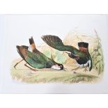 P J Selby, Hand-Colored Engraving, Green Lapwing