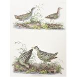 P J Selby, Hand-Colored Engraving, Crakes 19th C.