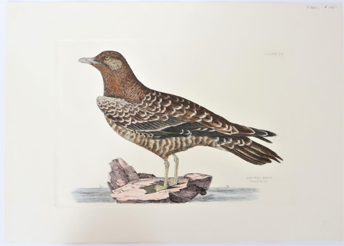 P J Selby, Hand-Colored Engraving, Arctic Skua - Image 2 of 4