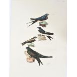 P J Selby, Hand- Colored Engraving, Swallow