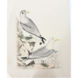 P J Selby, Hand-Colored Engraving, Kittiwake