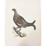 P J Selby, Hand-Colored Engraving, Black Grouse