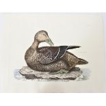 P J Selby, Hand-Colored Engraving, Eider Duck 19th