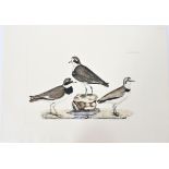 P J Selby, Hand-Colored Engraving, Plover 19th C.