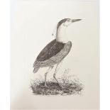 P J Selby, Black and White Engraving, Night Heron