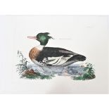 Mitford, Hand-Colored Engraving, Merganser 19th C.