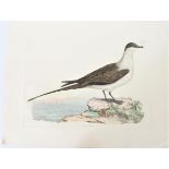 Selby, Hand-Colored Engraving, Artic Skua 19th C