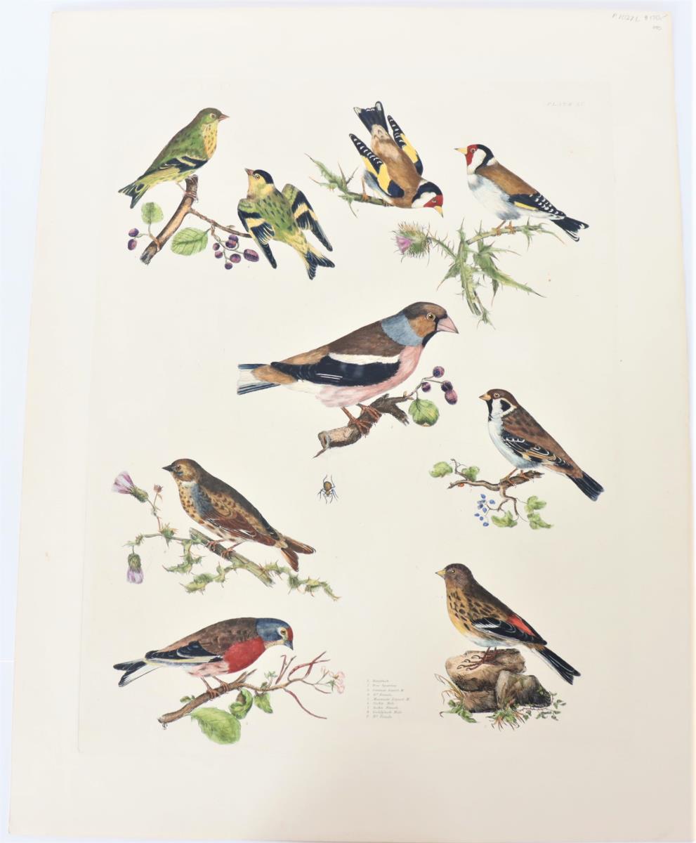 P J Selby, Hand-Colored Engraving, Finches & Small