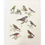 P J Selby, Hand-Colored Engraving, Finches & Small