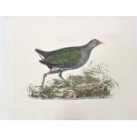 R Mitford, Hand-Colored Engraving, Common Gallinul
